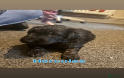 German Shepherd dogs for sale: German Shepherd Cross Dutch shepherd Puppy  - Image 8