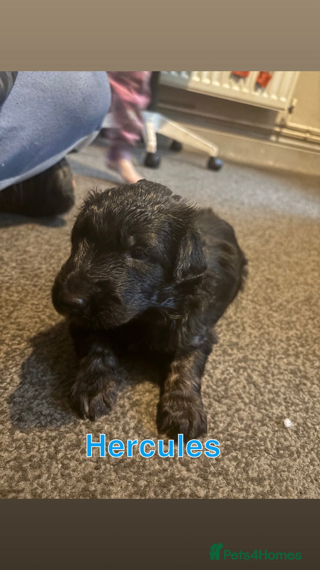 German Shepherd dogs for sale: German Shepherd Cross Dutch shepherd Puppy  - Image 8