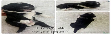 Stripe boy