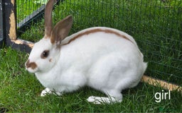 English Spot rabbits for sale: Torte English spot  - Image 1