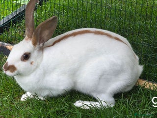 English Spot rabbits - Advert 4