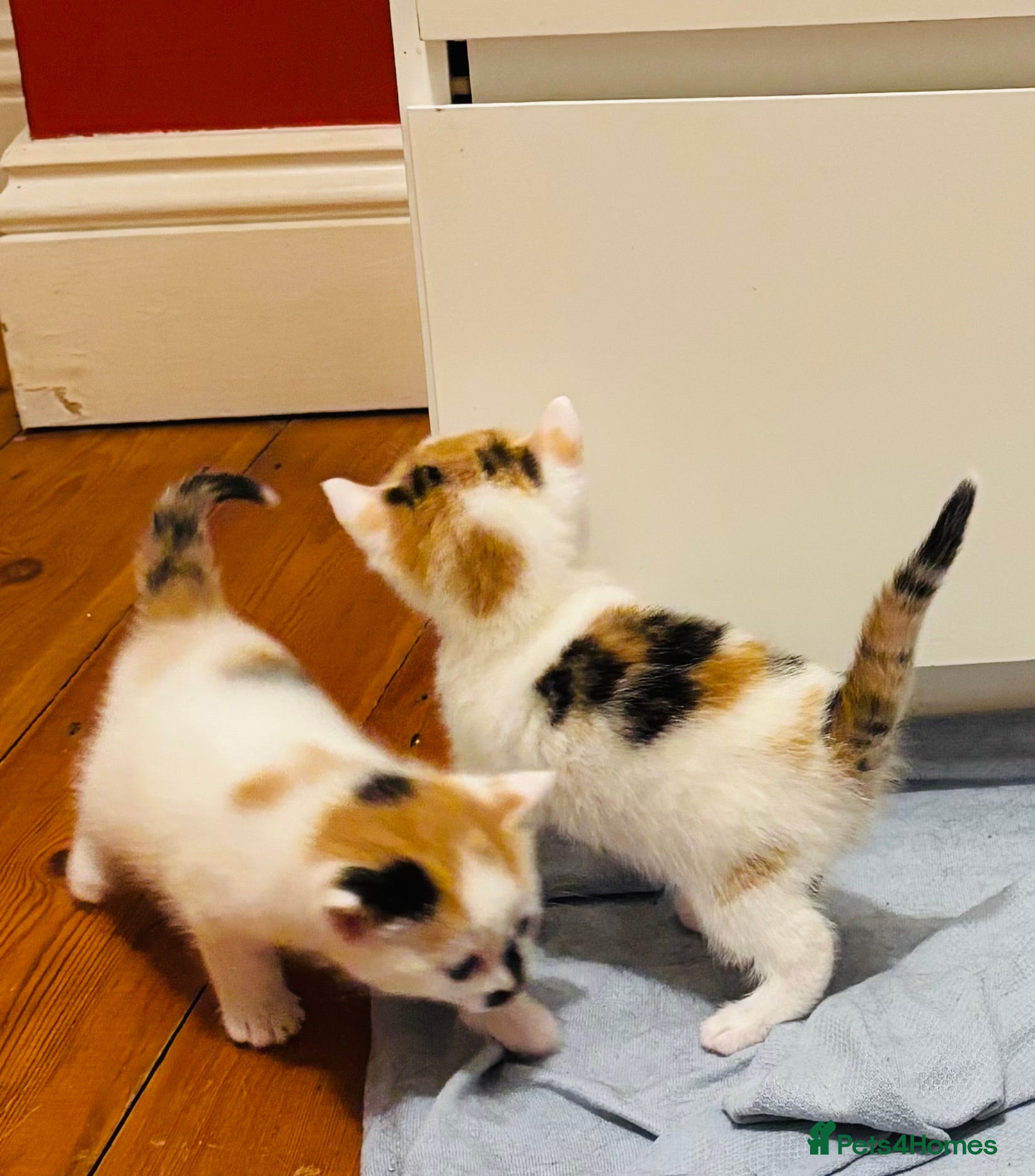 Mixed Breed cats Kittens 🐈 stunning Mainecoon x bengal readytoday! - Advert 5