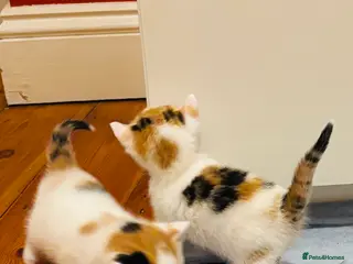 Mixed Breed cats Kittens 🐈 stunning Mainecoon x bengal readytoday! - Advert 2