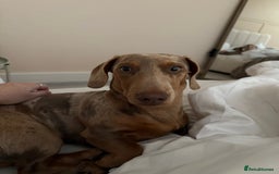 Miniature Dachshund dogs for sale: Olive  - Advert 6