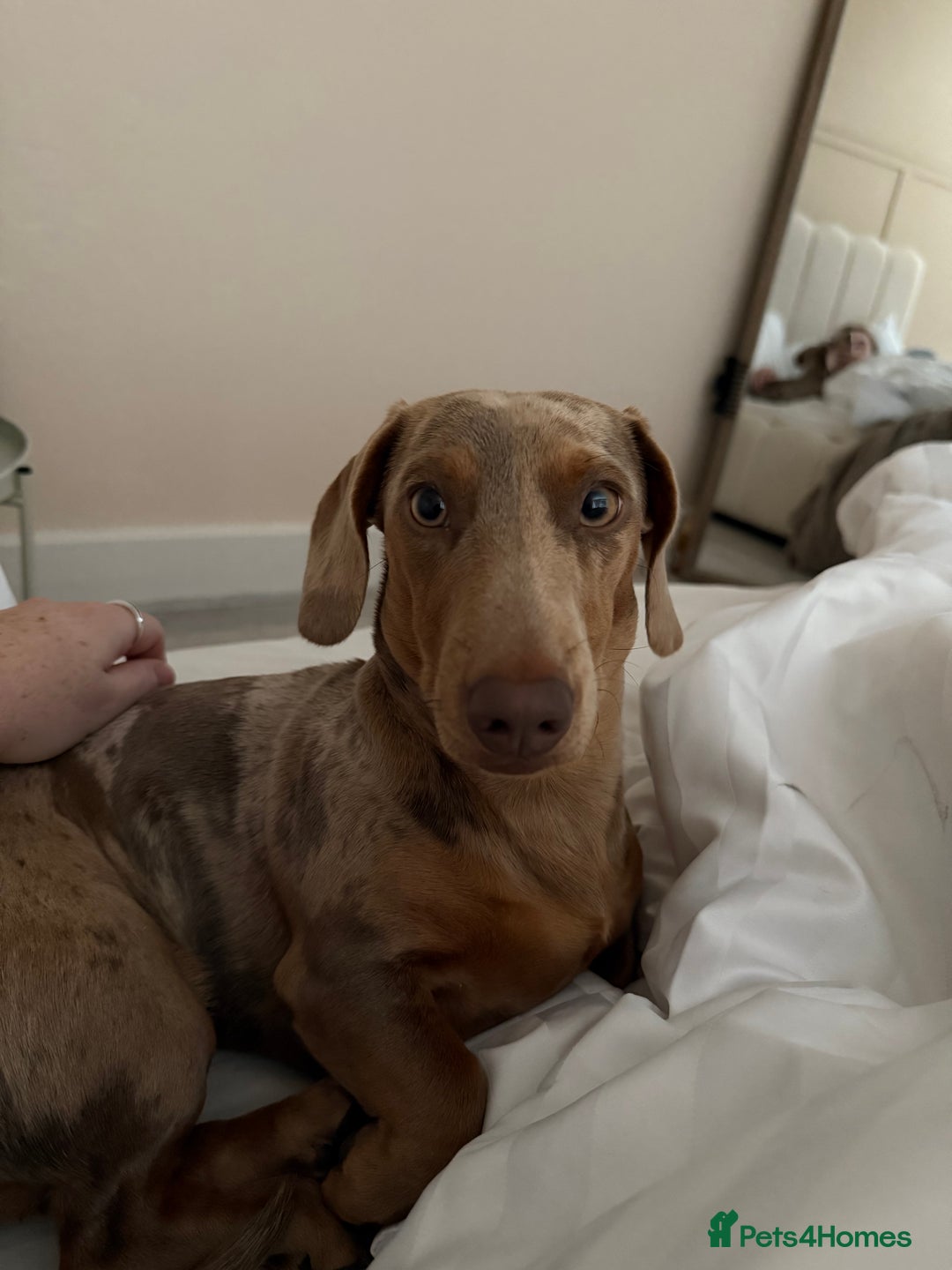 Miniature Dachshund dogs for sale: Olive  - Advert 6