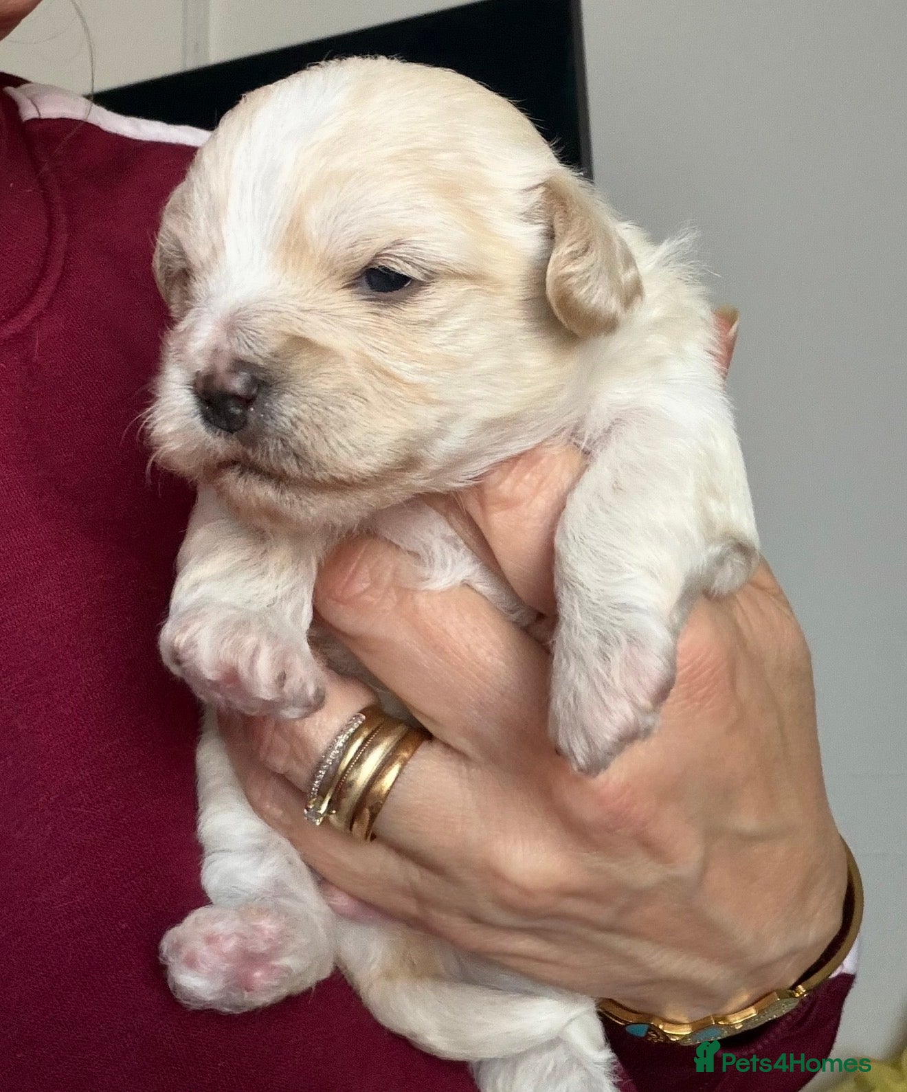 Yorkiepoo dogs 4 stunning Yorkiepoo Puppys  - Advert 1