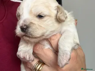 Yorkiepoo dogs 4 stunning Yorkiepoo Puppys - Advert 1