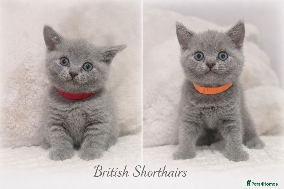 British Shorthair cats British shorthair kittens  - Advert 9
