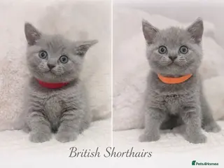 British Shorthair cats British shorthair kittens - ready 23/07/2026 - Advert 2