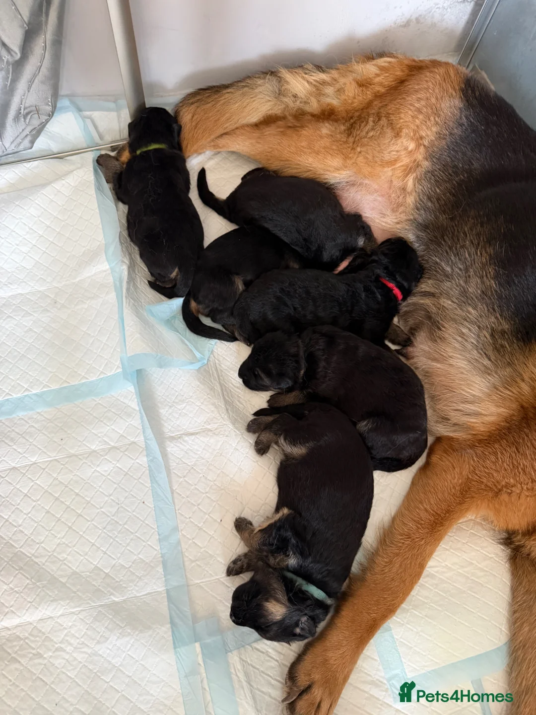 German Shepherd dogs for sale: German shepherd puppies  - Advert 8