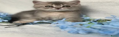 British Shorthair 3