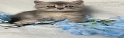British Shorthair cats for sale: ✨3 CHUNKY BSH TICA REG BOYS✨ - Advert 4