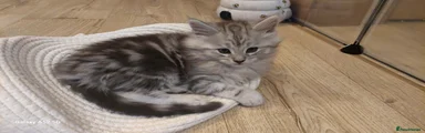 Maine Coon mix Kitten 1