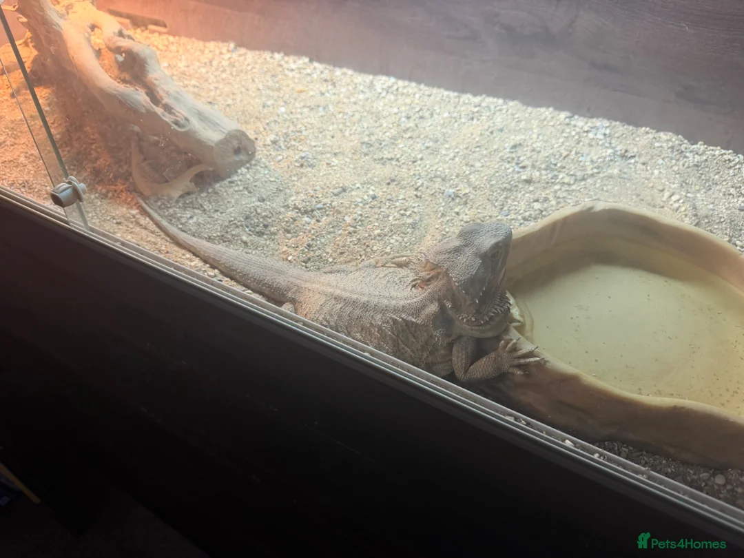 Bearded Dragon reptiles for sale: bearded dragon and set up in Manchester - Advert 2
