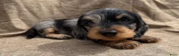 Dachshund dogs for sale: Miniature wire haired dachshunds 🐶 - Advert 10