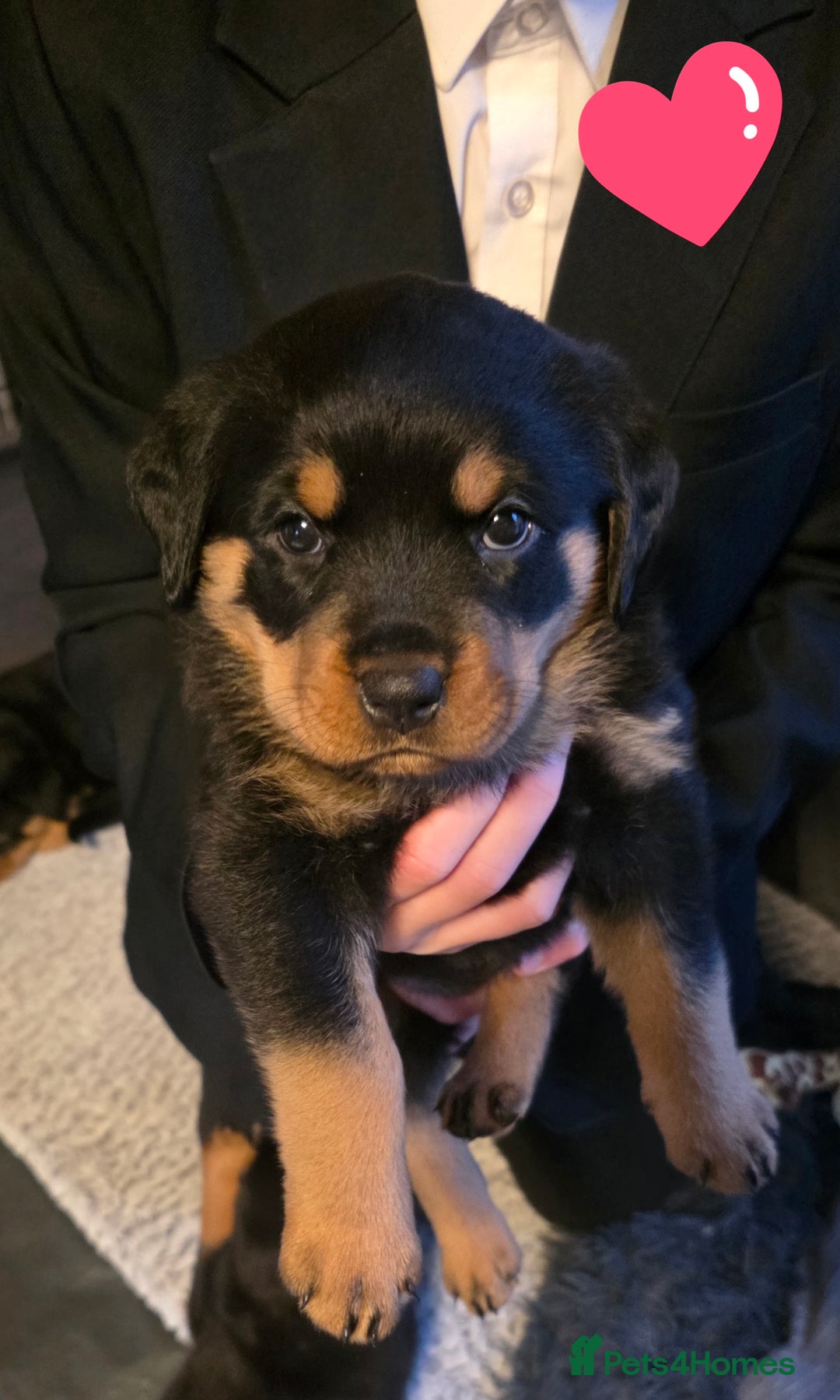 Rottweiler dogs for sale: Chunky Rottweiler puppies for sale  - Advert 11