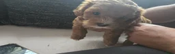 Cavapoo dogs for sale: Cavapoo F2 - Advert 6