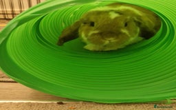 Mixed Breed rabbits for sale: Male and female rabbit  - Image 3