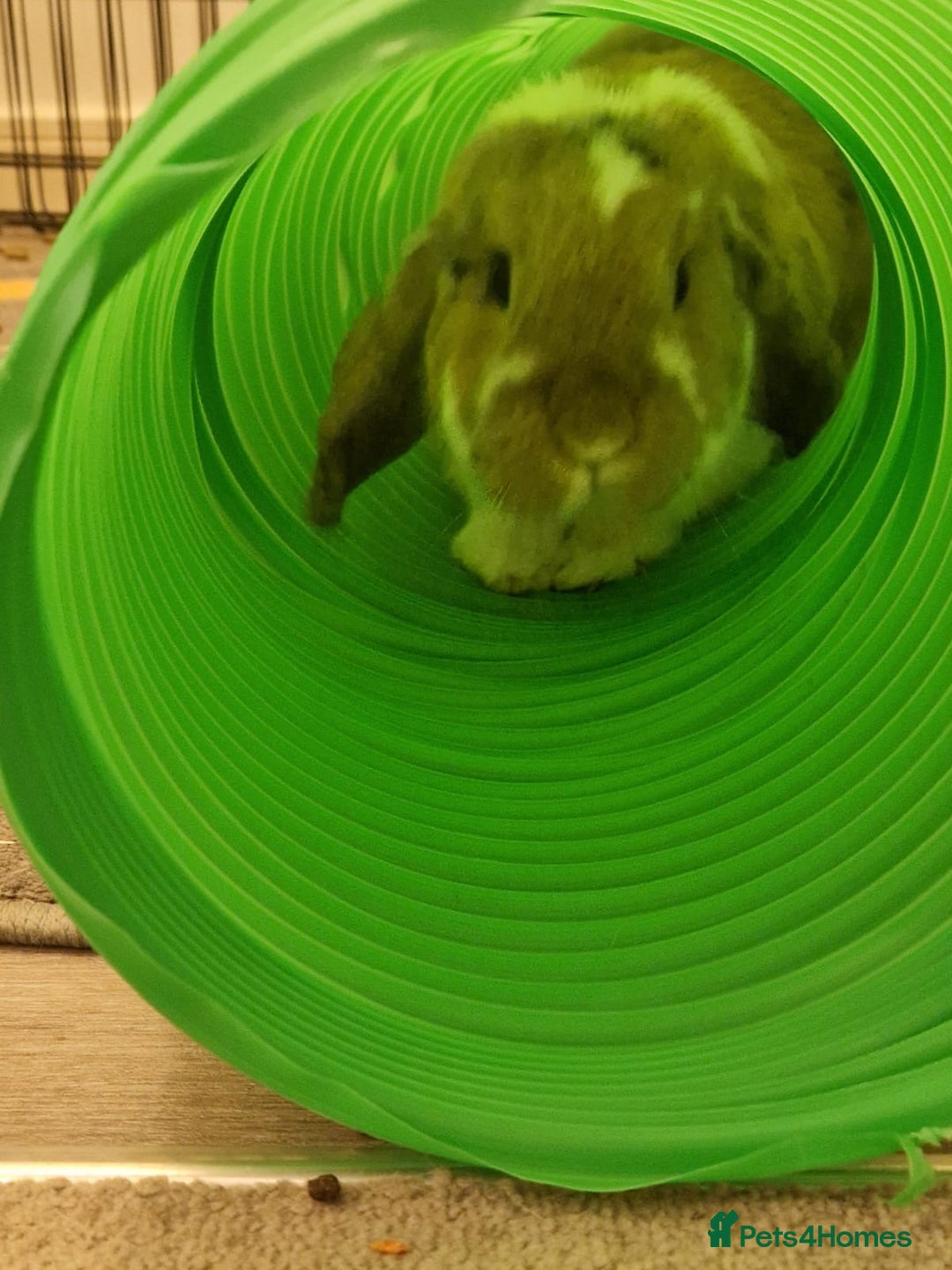 Mixed Breed rabbits for sale: Male and female rabbit  - Image 3