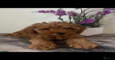 Toy Poodle dogs - Advert 6