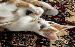 Mixed Breed cats for sale: calico male kitten READY TO LEAVE - Image 14