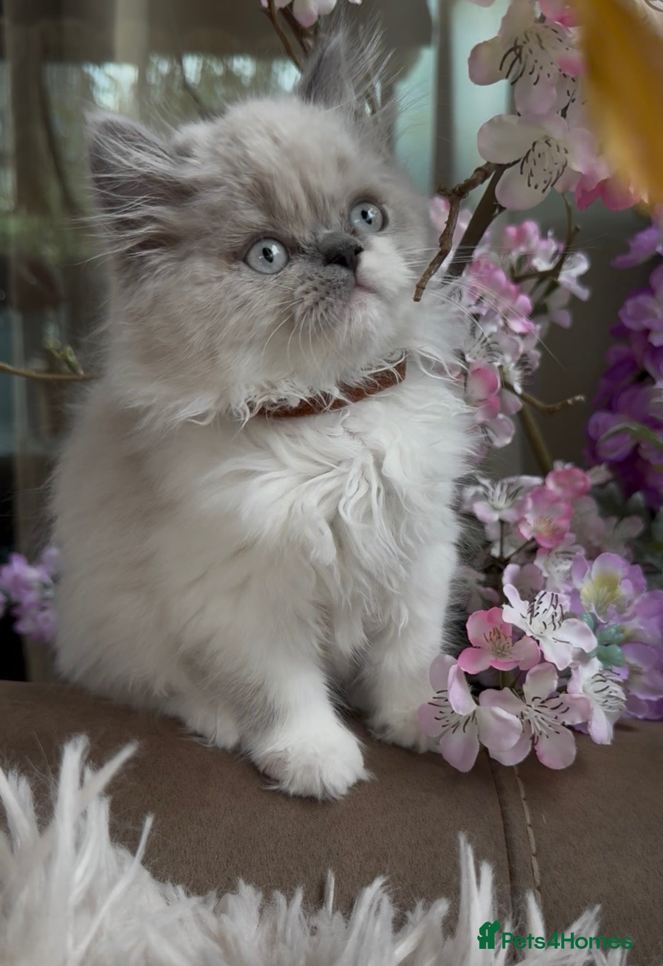 Selkirk Rex cats Beautiful Colour point kittens  - Advert 1