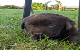 Labrador Retriever dogs for sale: 6 Adorable Chocolate Labs for Sale - Image 22