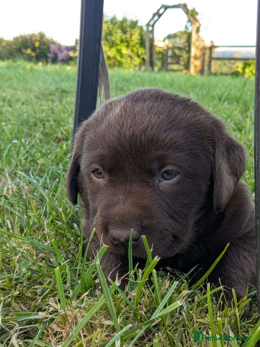 Labrador Retriever dogs for sale: 6 Adorable Chocolate Labs for Sale - Image 22