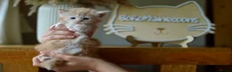 Maine Coon cats for sale: Stunning Red Mainecoon kittens  - Advert 17