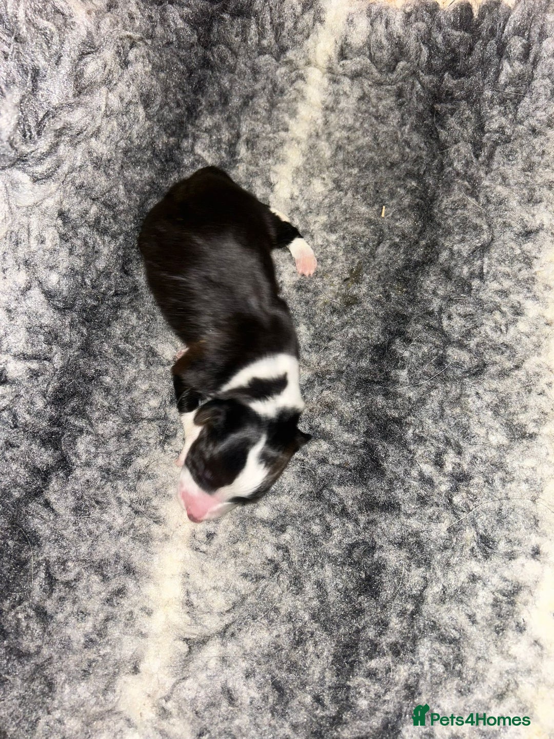 Border Collie dogs for sale: Collie Pups For Sale - Advert 8