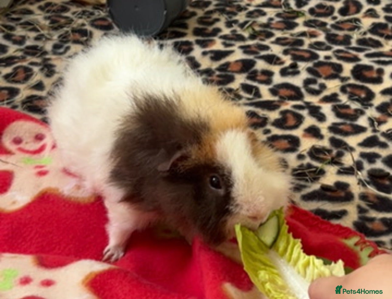 Guinea Pig rodents Pair of bonded male guinea pigs  - Advert 2