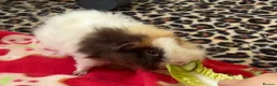 Guinea Pig rodents for sale: Pair of bonded male guinea pigs  in Cwmbran - Advert 2