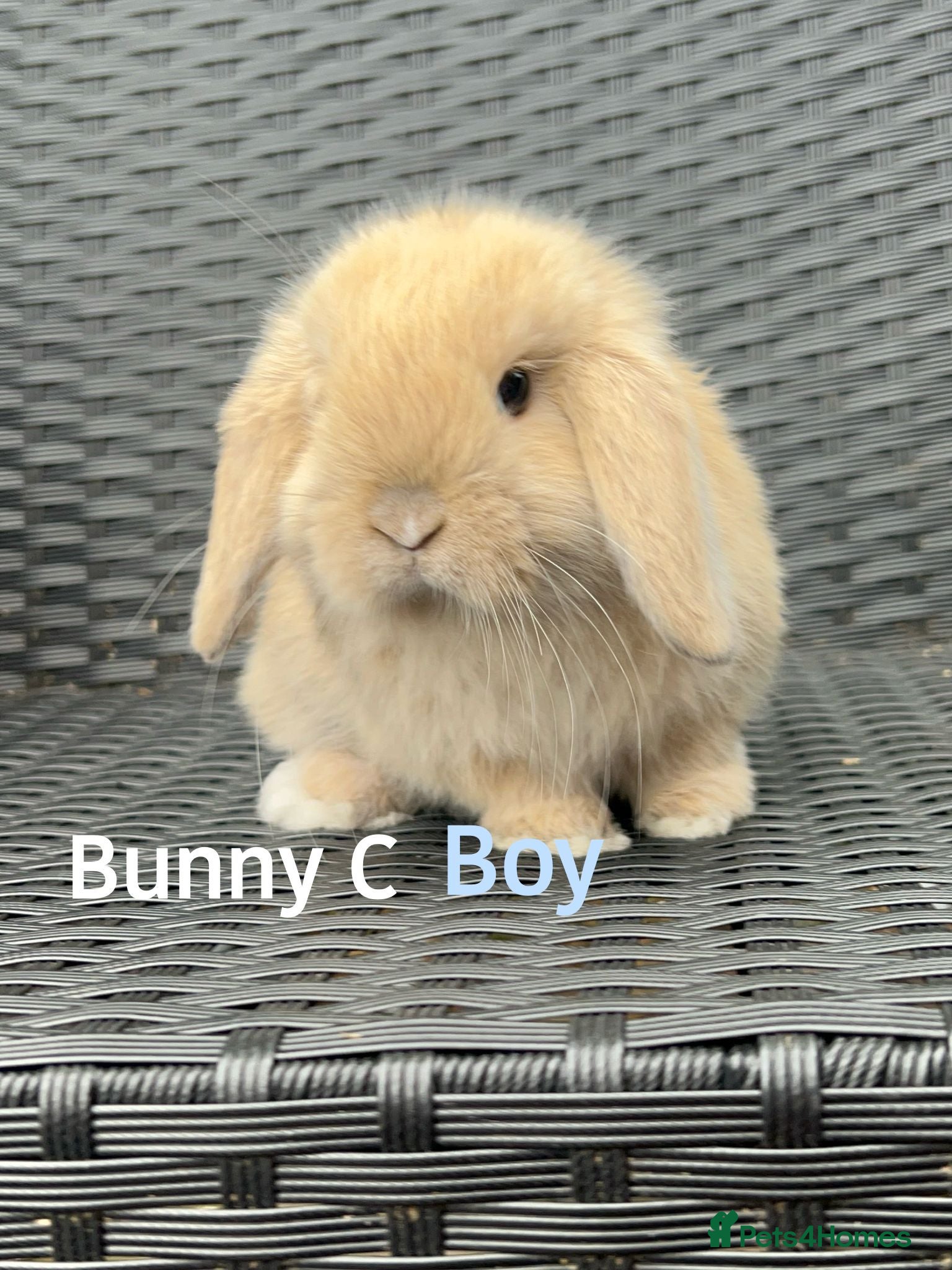 Mini Lop rabbits Baby mini lops.One boy and one girl left - Advert 12