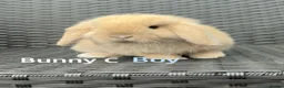Mini Lop rabbits for sale: Baby mini lops for sale, ready now - Advert 3