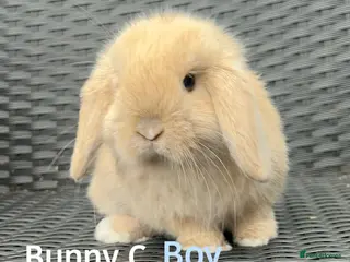 Mini Lop rabbits Baby mini lops.One boy and one girl left - Advert 1