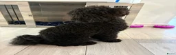 Toy Poodle dogs for sale: Kc registered toy poodle male black  in Bicester - Advert 2