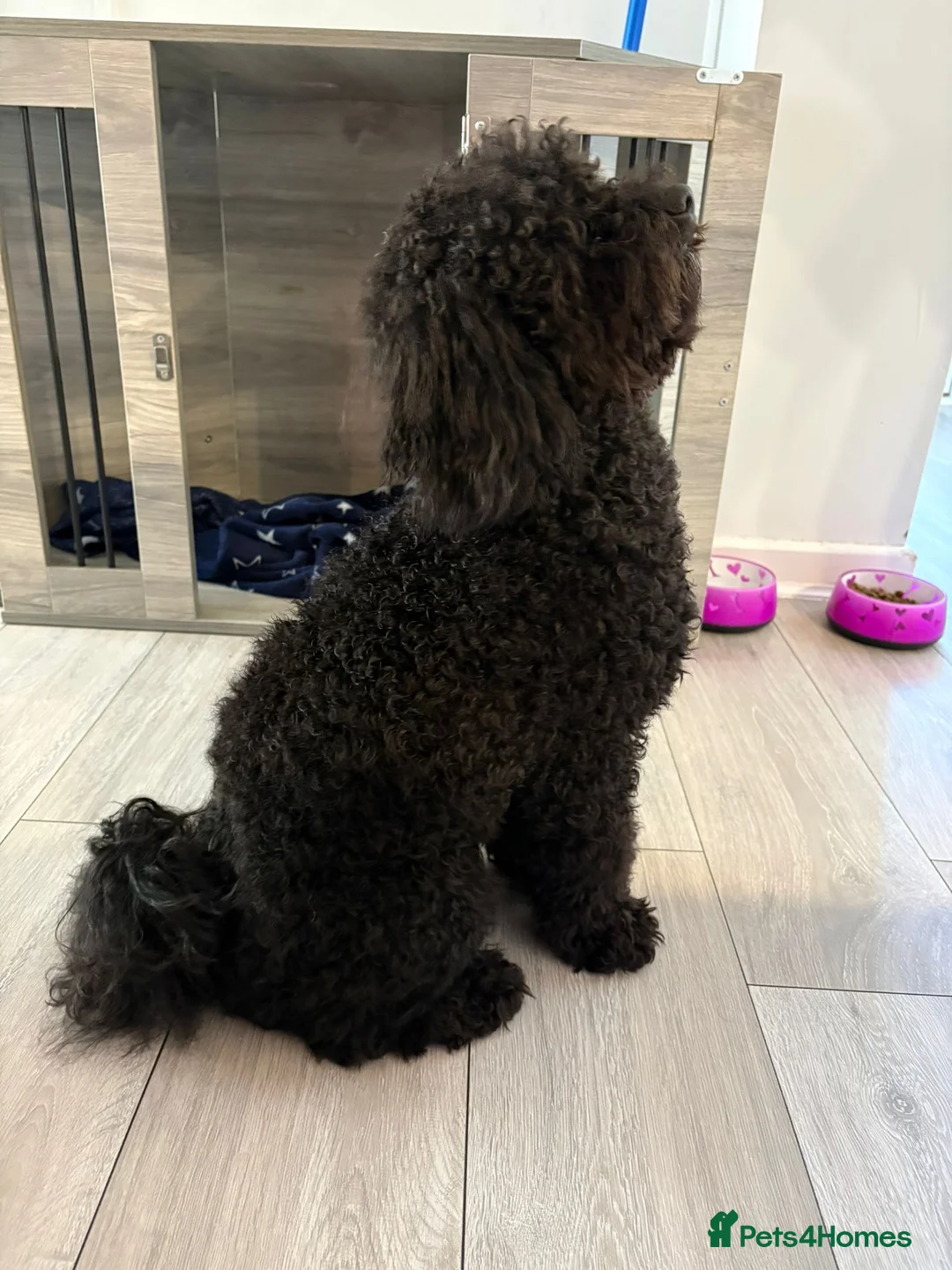 Toy Poodle dogs for sale: Kc registered toy poodle male black  in Bicester - Advert 2