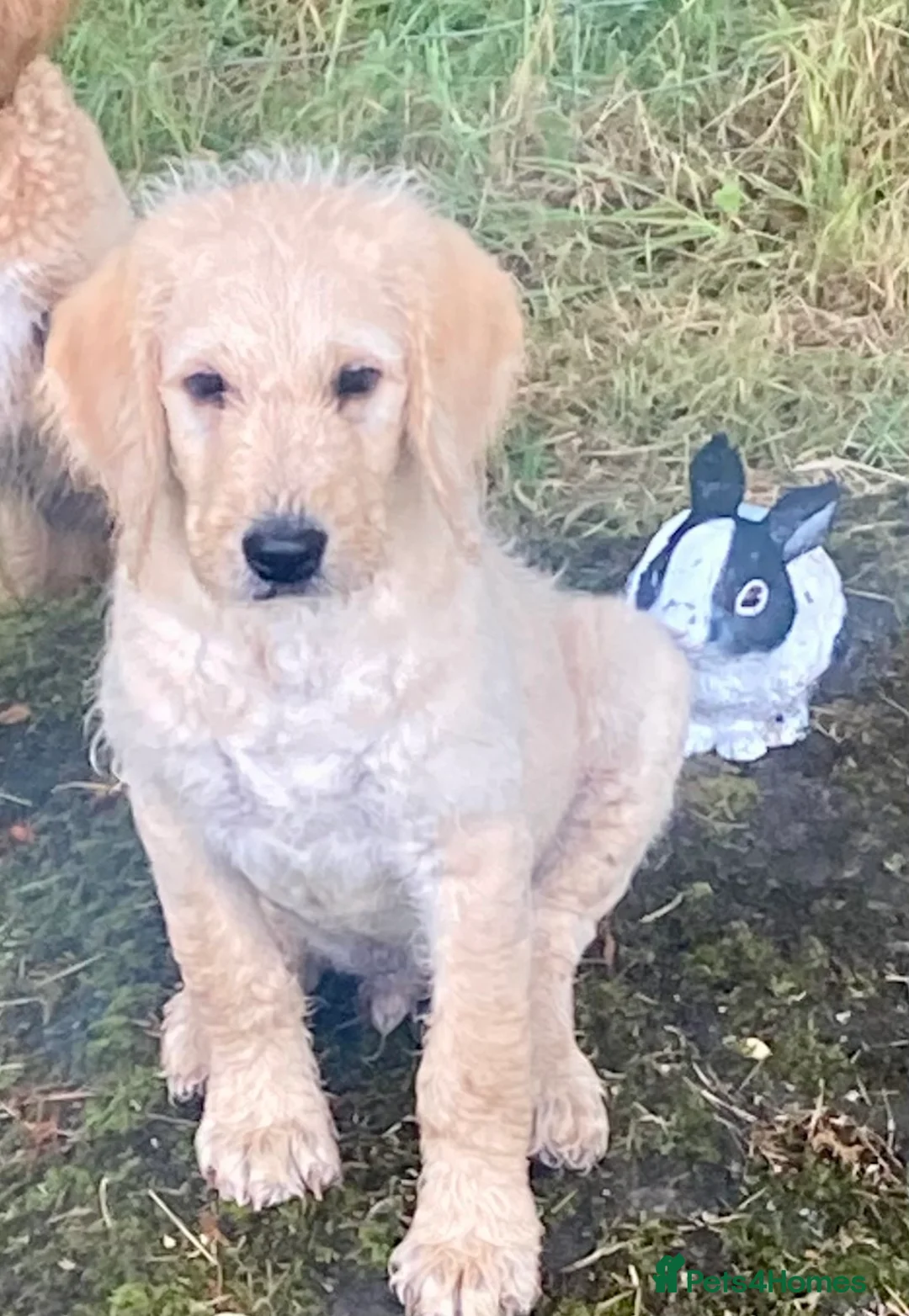 Labradoodle dogs for sale: Labradoodle pups - Advert 2