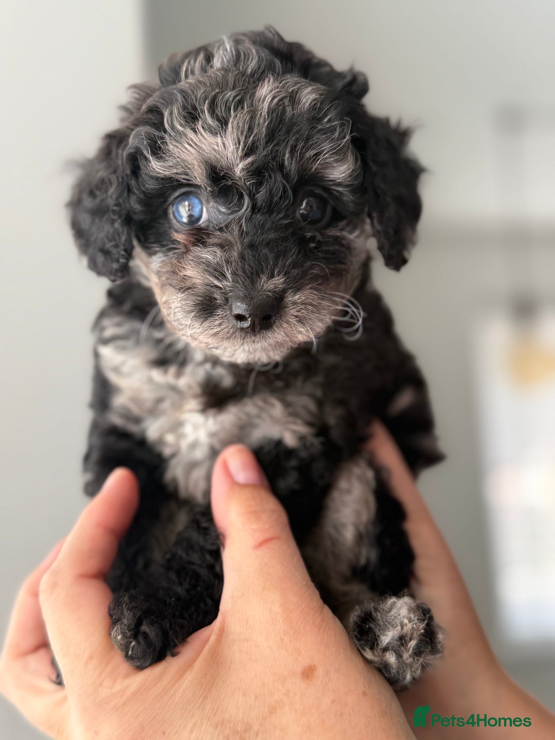 Cavapoo dogs for sale: Adorable Cavapoo Puppies – Ready for Loving Homes - Image 8
