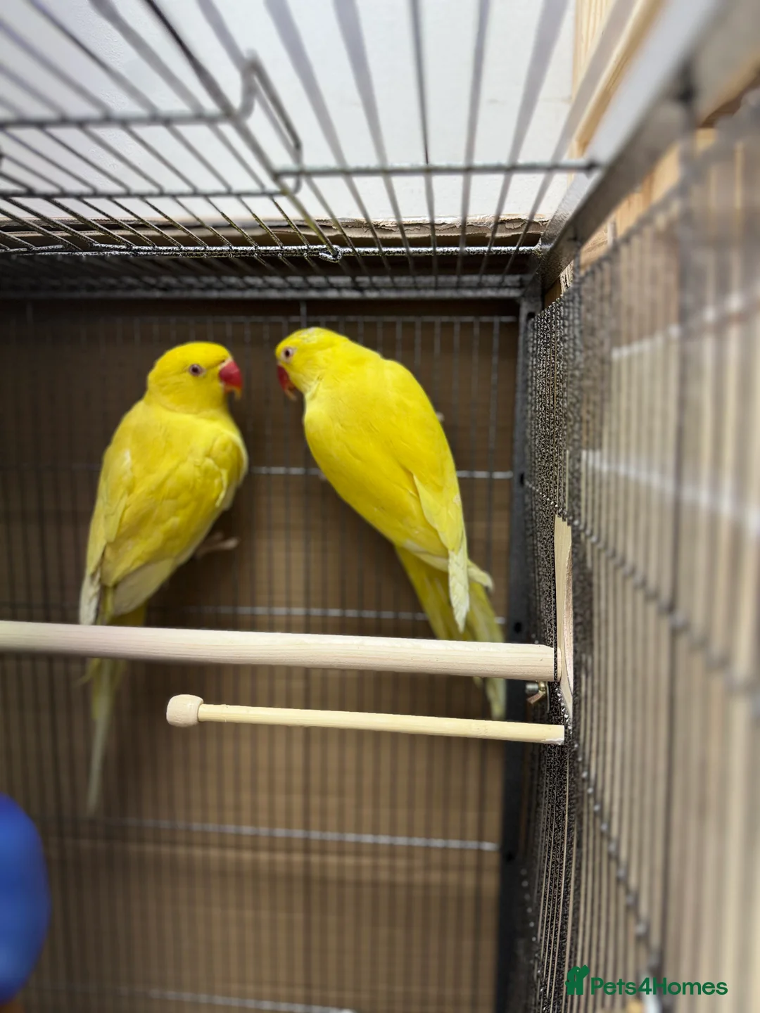 Ringnecks birds for sale: Sheffield  - Advert 2