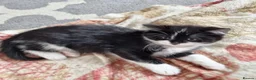 Mixed Breed cats for sale: 5 Beautiful Kittens For Sale!!!!! - Advert 9