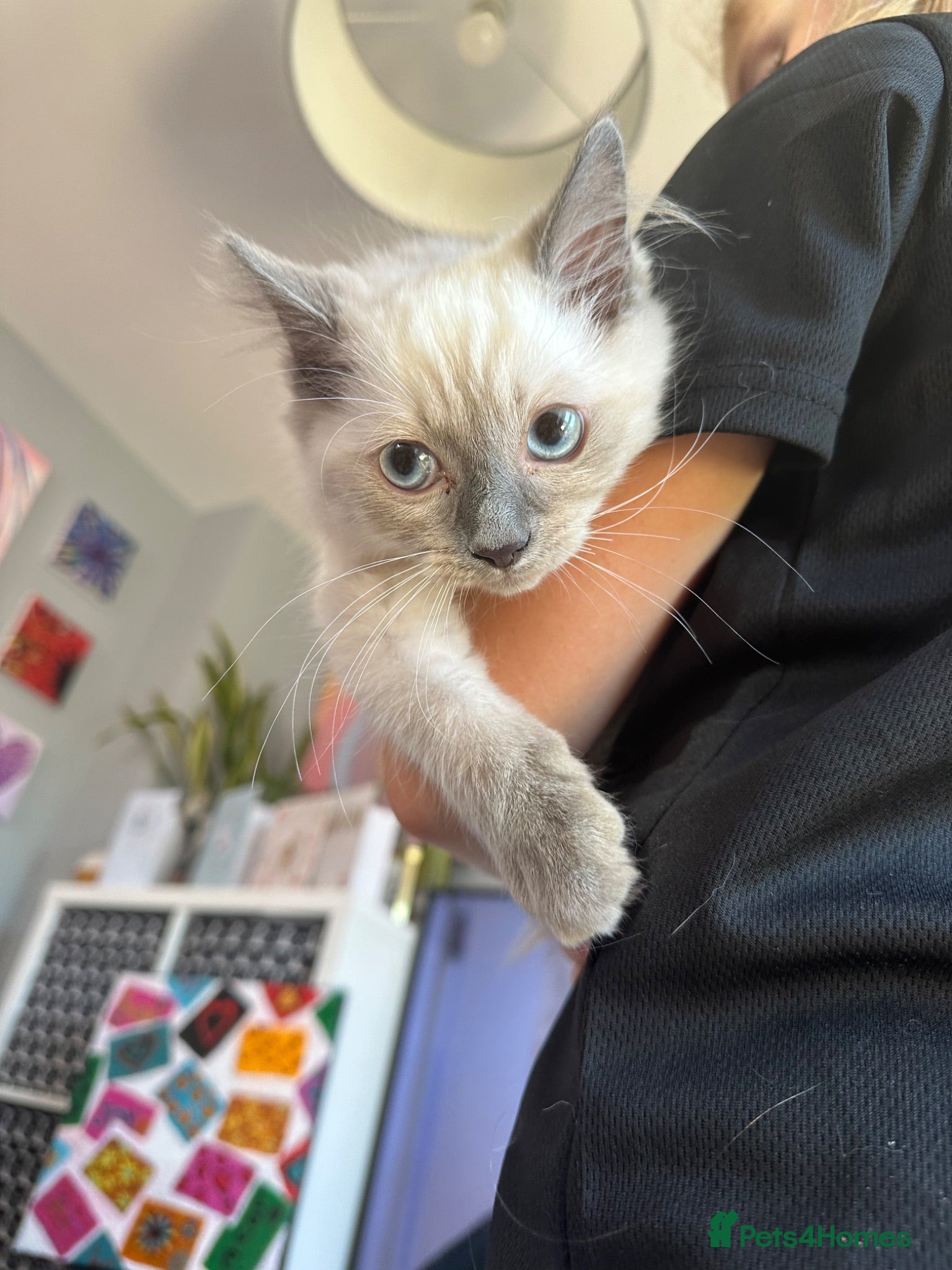 Ragdoll cats Cute Ragdoll Kittens for sale - Advert 6