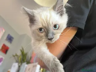 Ragdoll cats Cute Ragdoll Kittens for sale - Advert 6