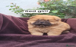 Chow Chow dogs for sale: Chow Chow Puppy 1 - 5 star KC registered Chow Chow puppies - Image 4