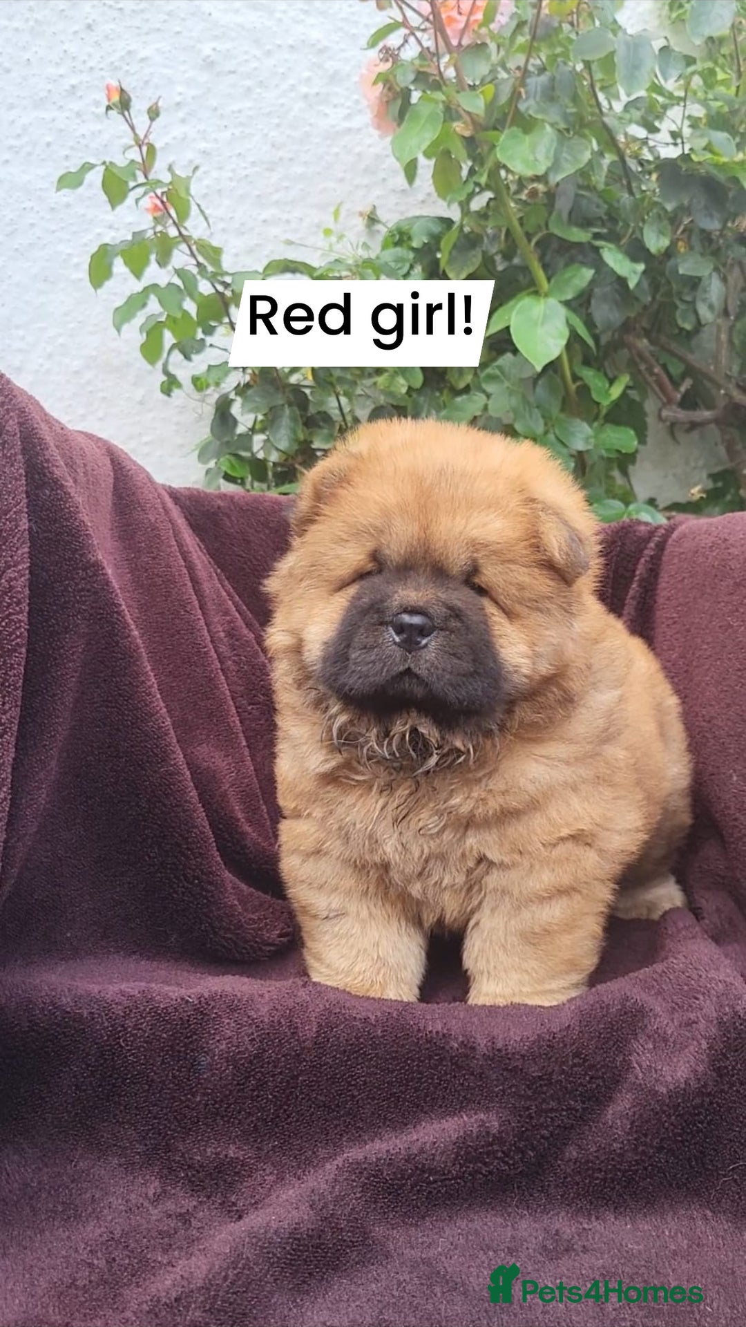 Chow Chow dogs for sale: Chow Chow Puppy 1 - 5 star KC registered Chow Chow puppies - Image 4