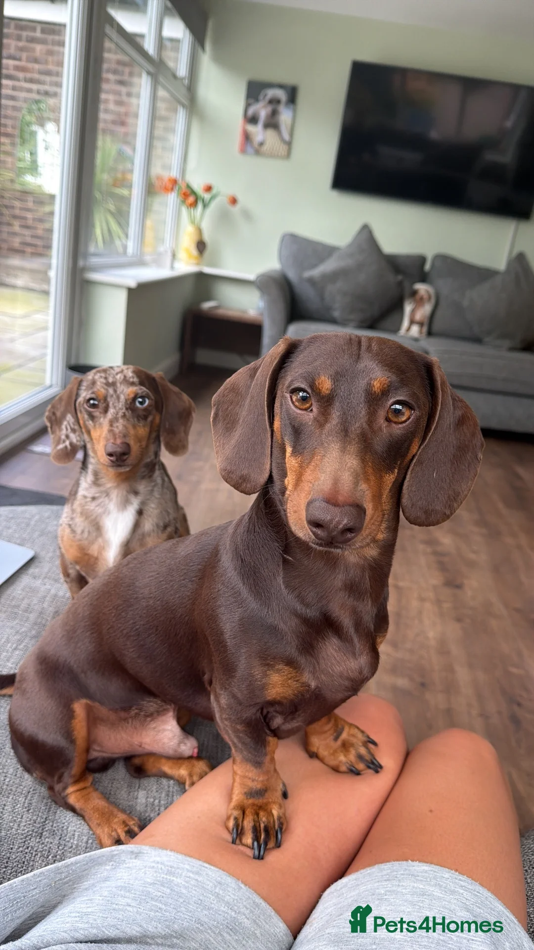 Miniature Dachshund dogs for sale: 2 MINIATURE DACHSHUND FOR REHOMING - Advert 1