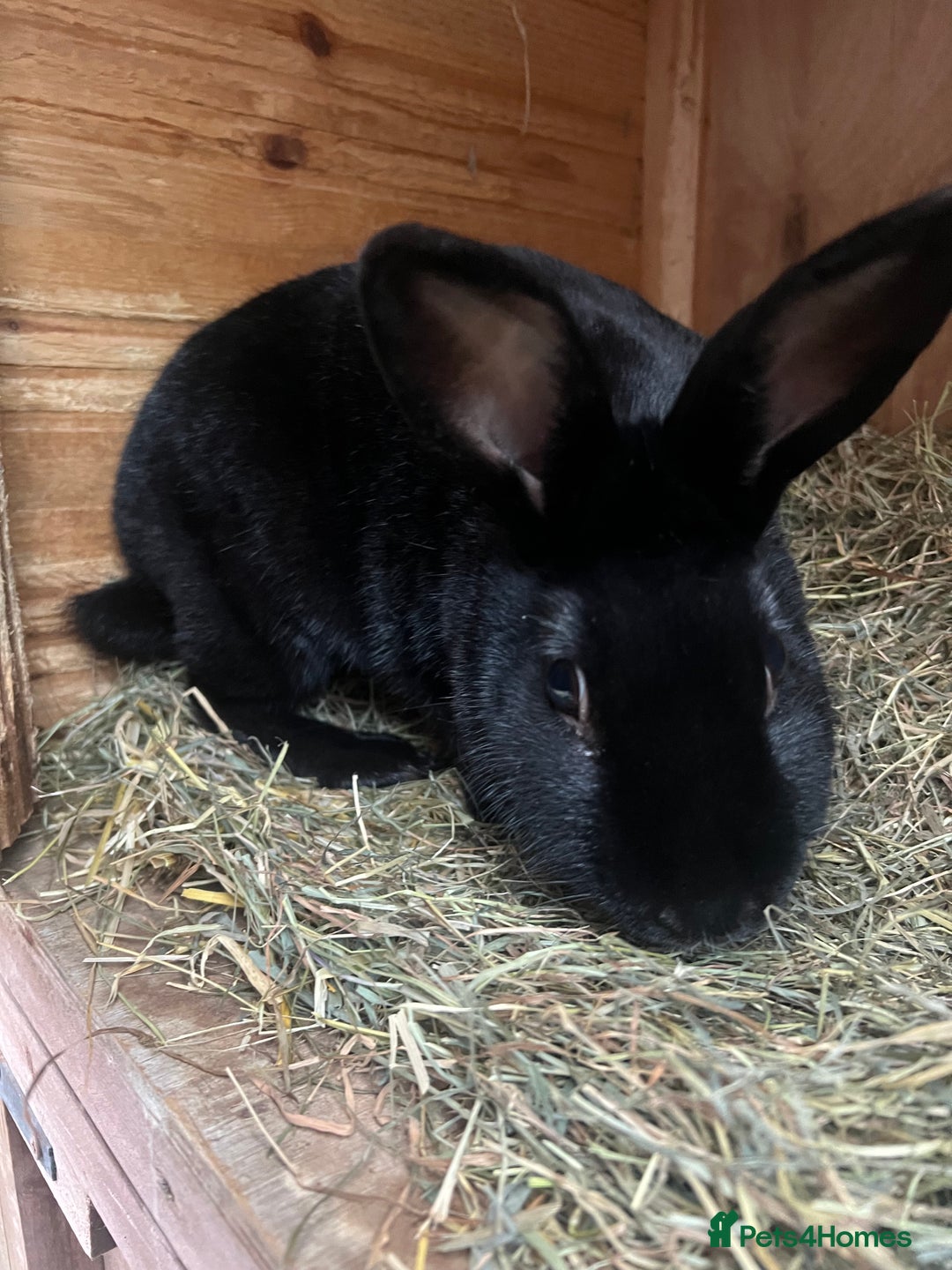 Dutch rabbits for sale: 1 female and 1 male Dutch rabbit  - Advert 6