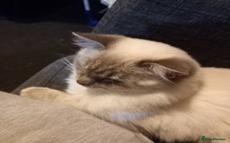 Ragdoll cats for sale: Mini the kitten  - Image 2