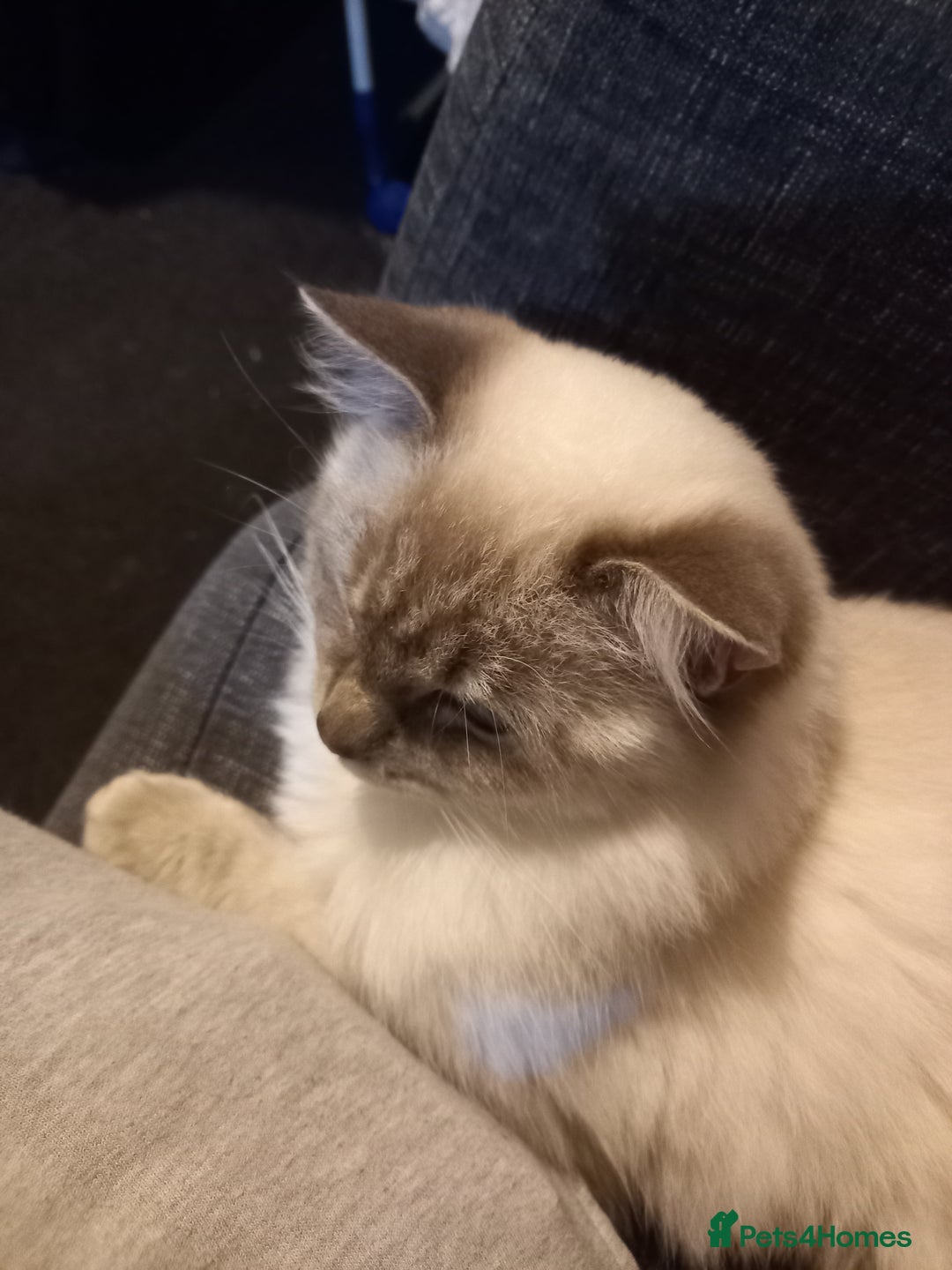 Ragdoll cats for sale: Mini the kitten  - Image 2