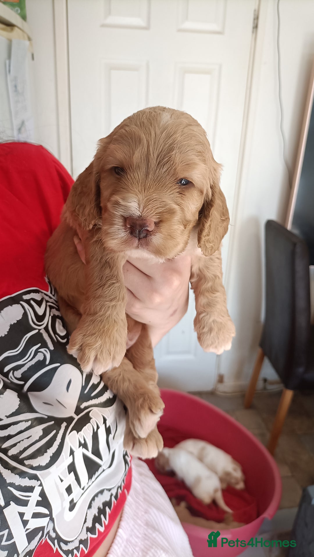 Cockapoo dogs for sale: Cockapoo F1B - Image 4